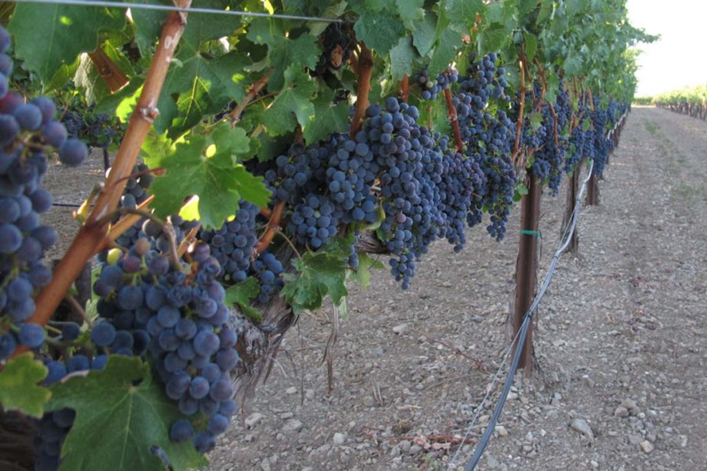 Grapes on a vine in a row