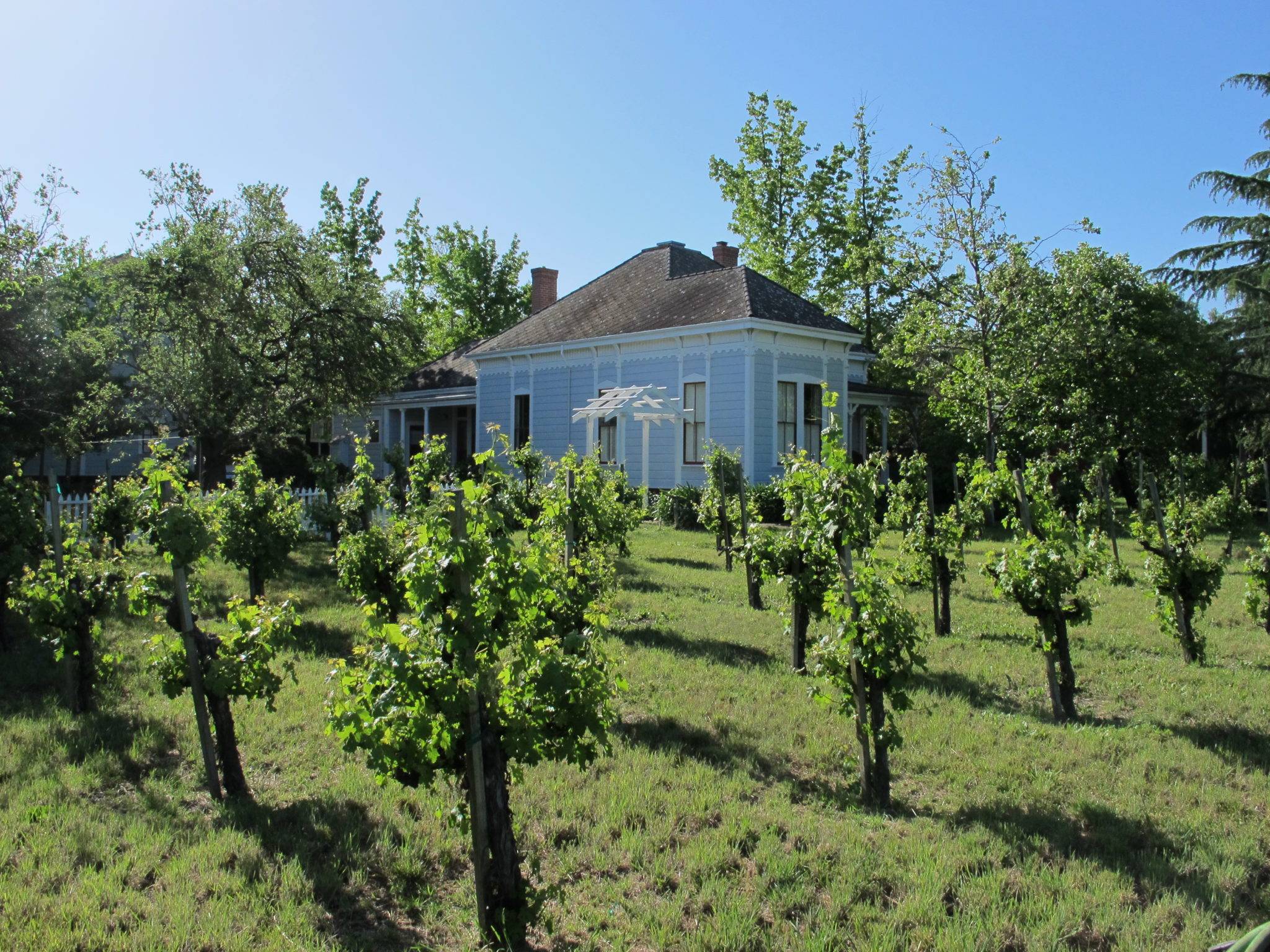 House and vineyard
